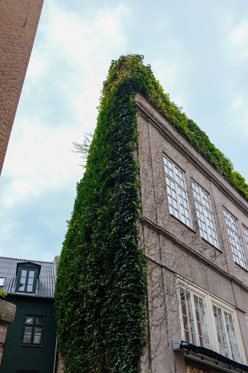 Fassadenbegruenung als Hitzeschutz